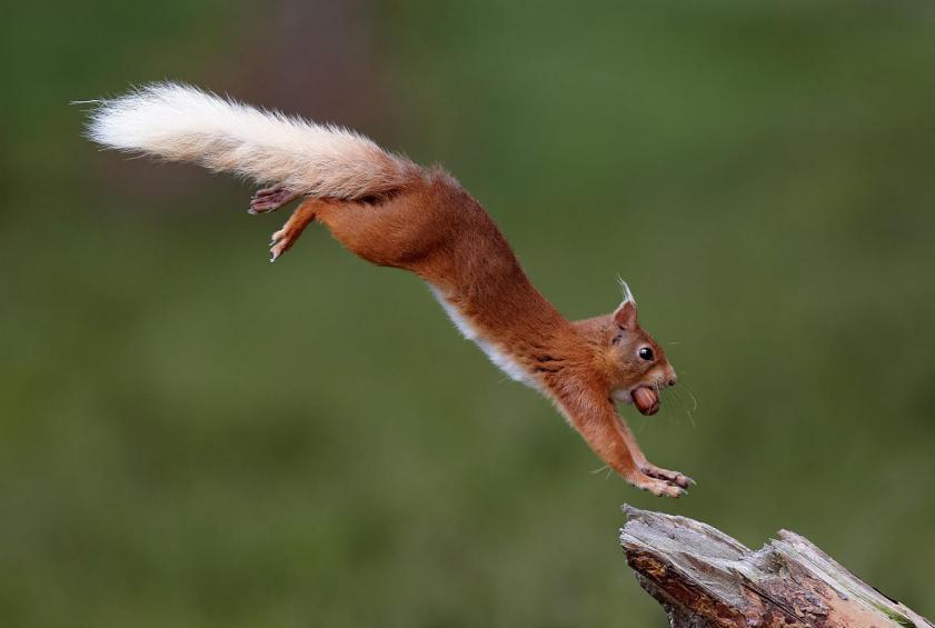 A squirrel landing 